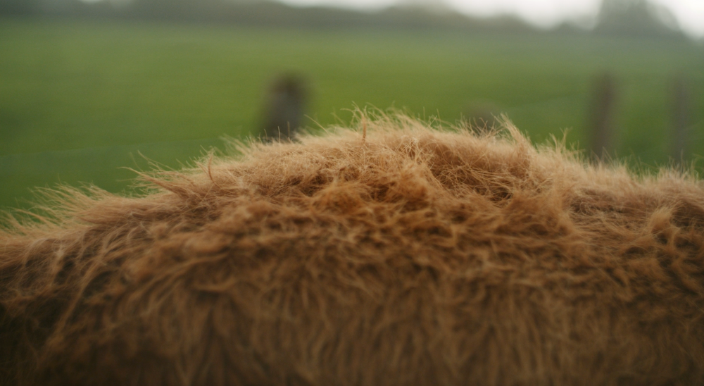 Merino