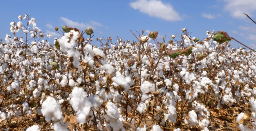 Indian Cotton